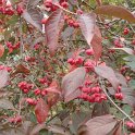 Euonymus europaeus 'Red Cascade' fruits P1B